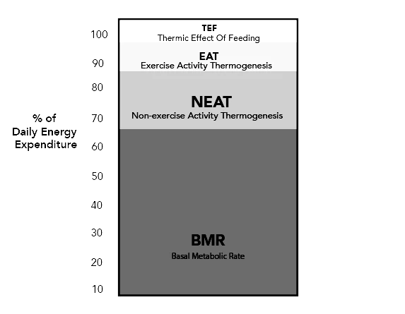 Daily_energy_expenditure